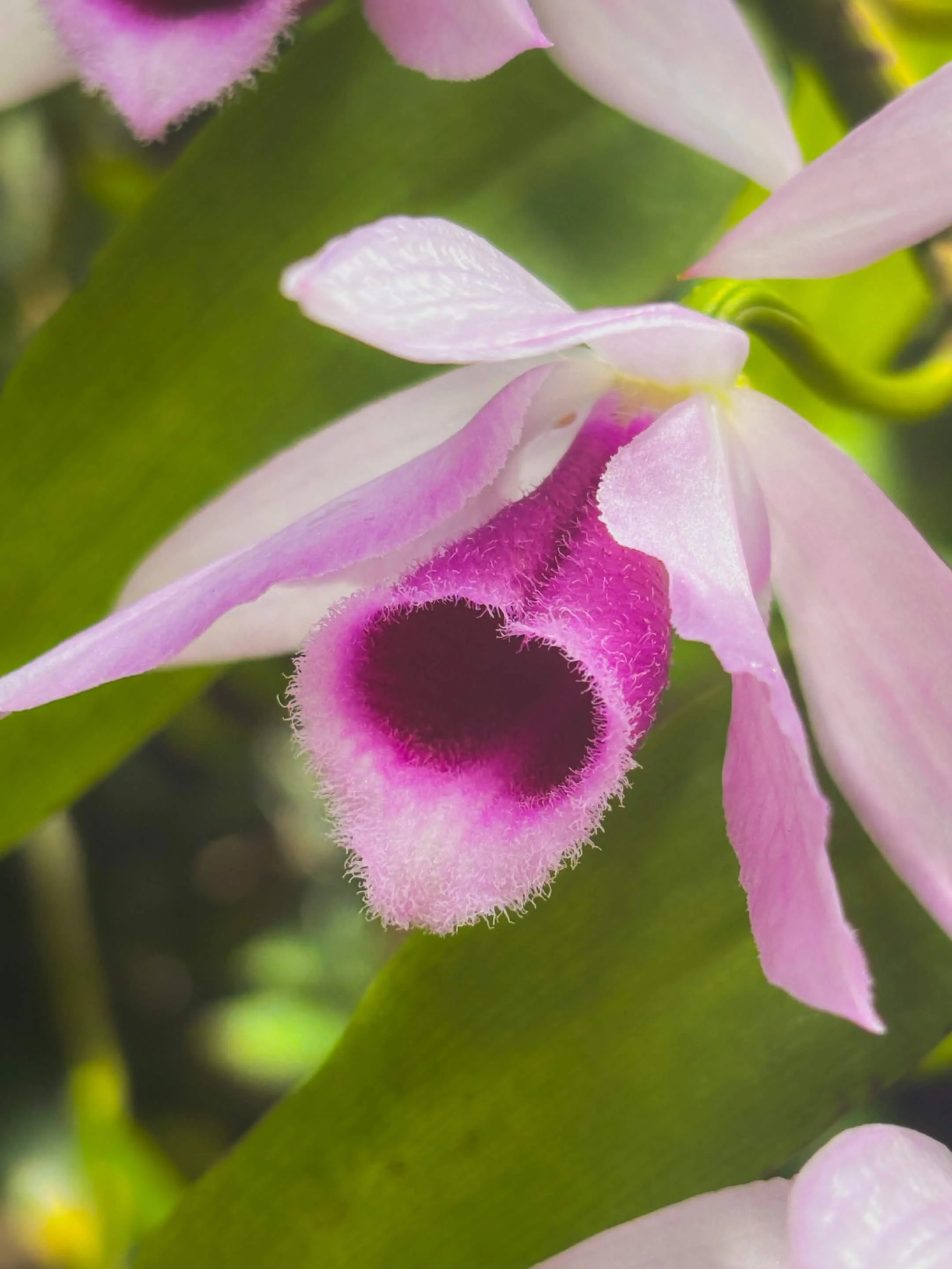 Hortus Botanicus Leiden - 2026