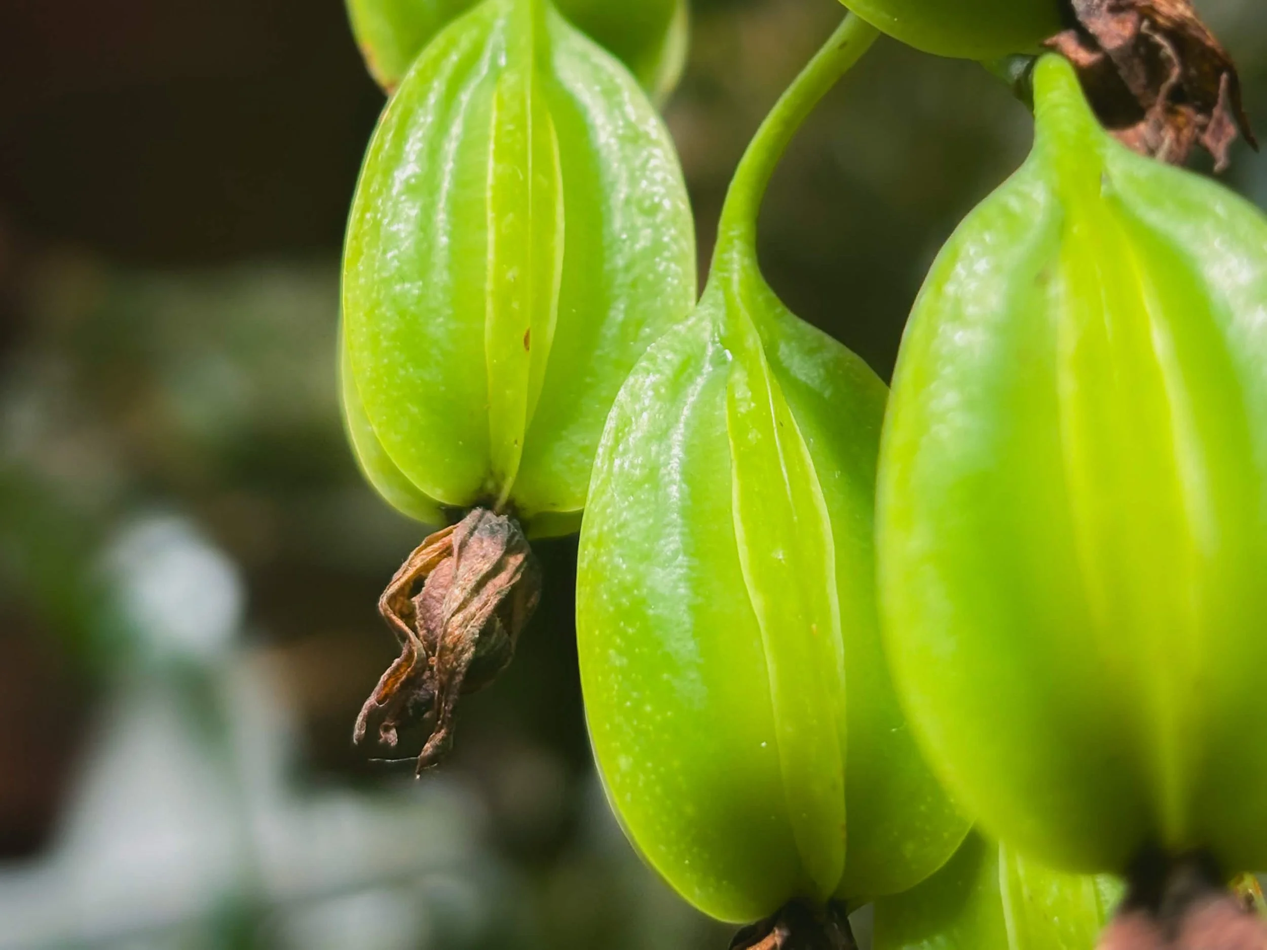 Hortus Botanicus Leiden - 2026