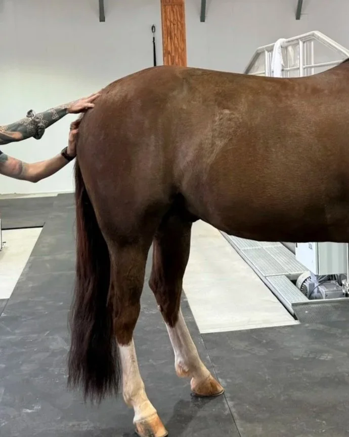Equine Massage at Advanced Equine Recovery.jpg