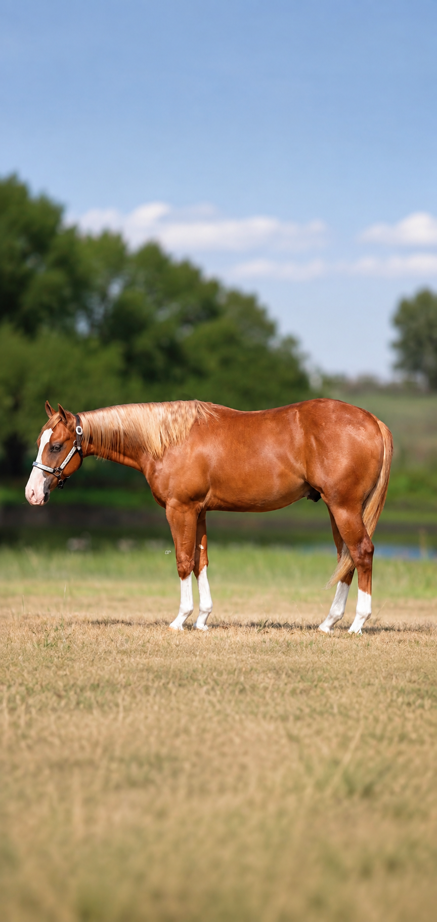 picture of a horse standing in a grassy field with green trees