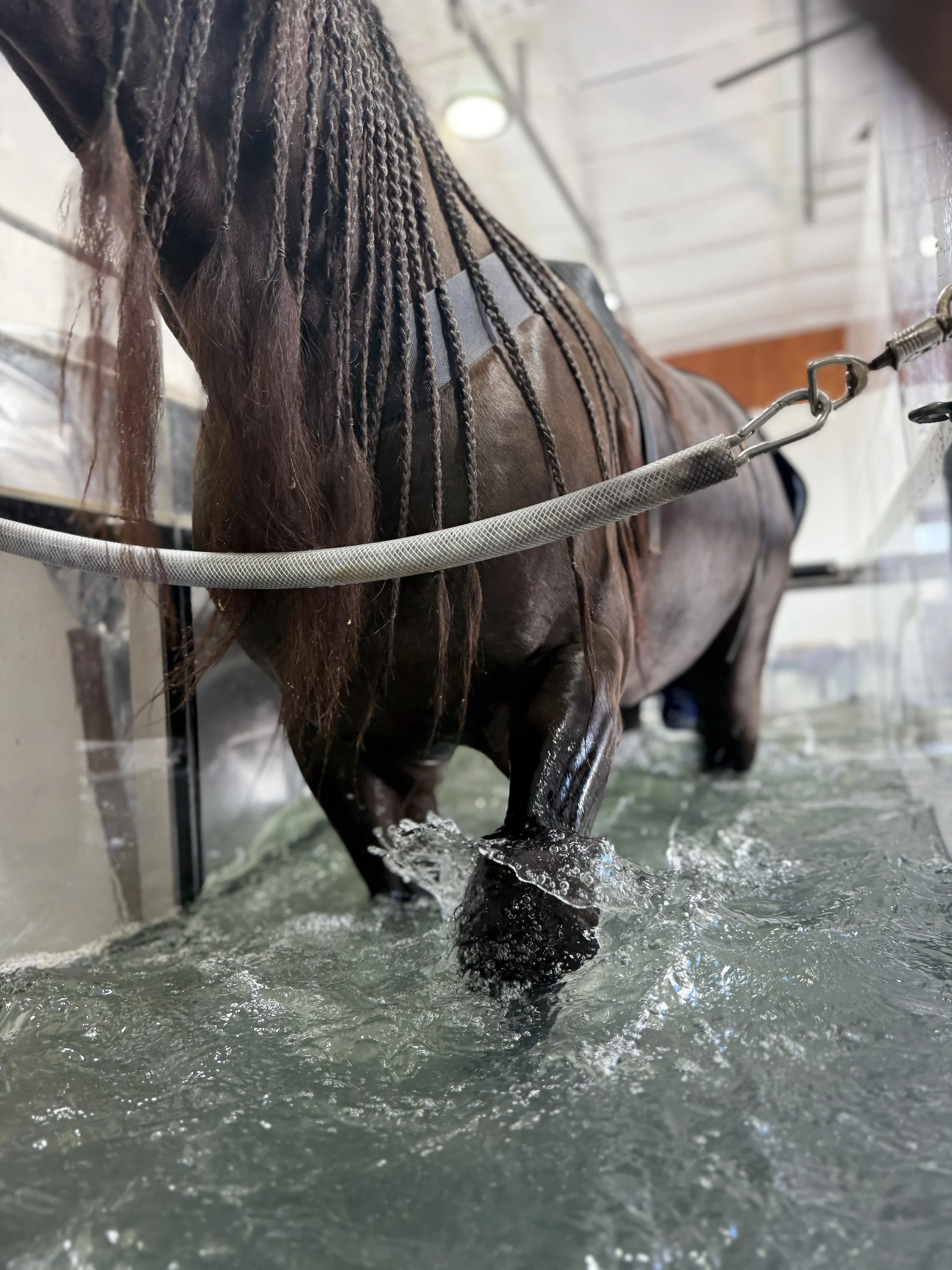 A dark brown horse with braided mane walking through a water treadmill, secured with a harness for aquatic therapy.