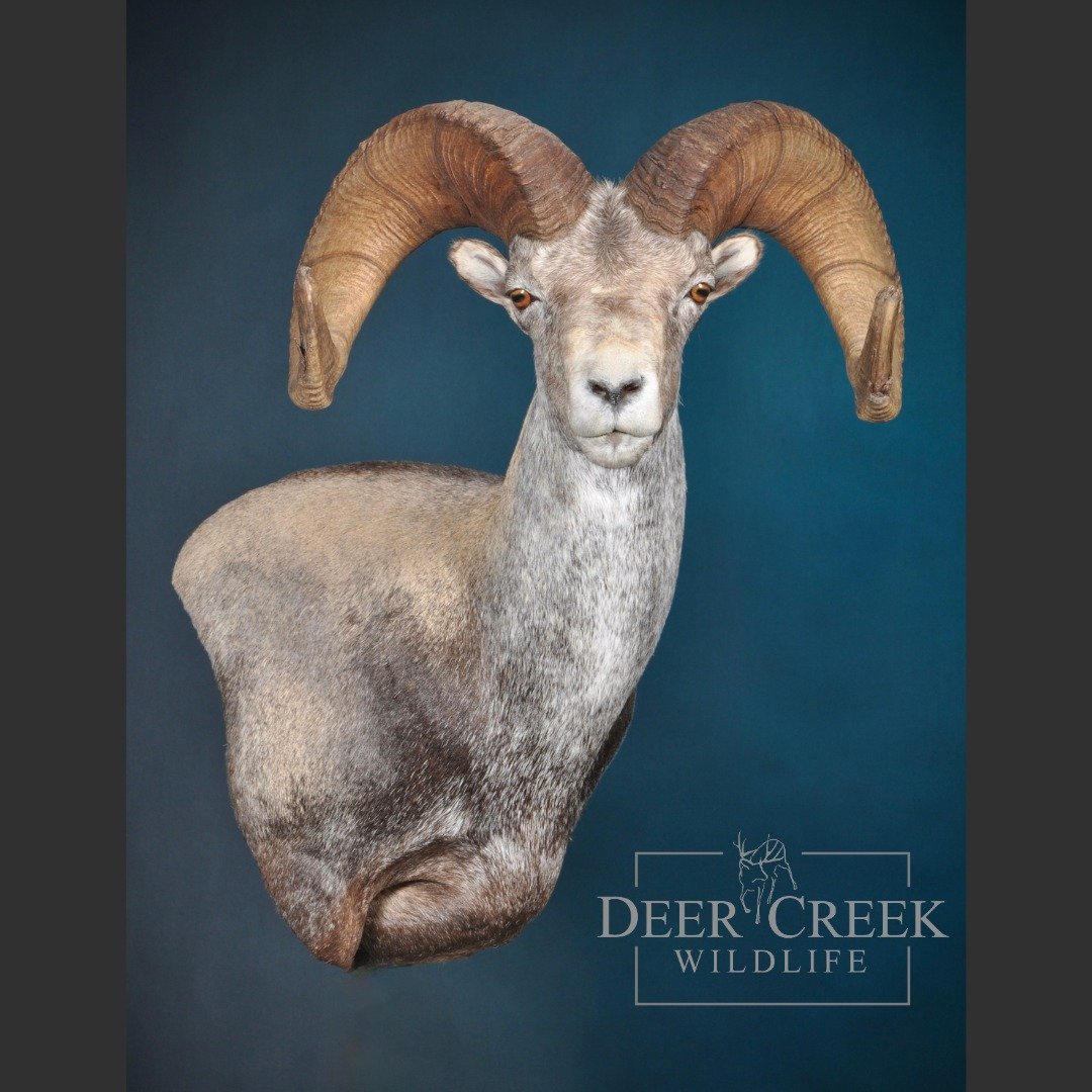 Awesome Stone's Sheep ready to go home! Give us a call if you you would like us to mail you some shipping tags. #wildsheepfoundation #sheephunting