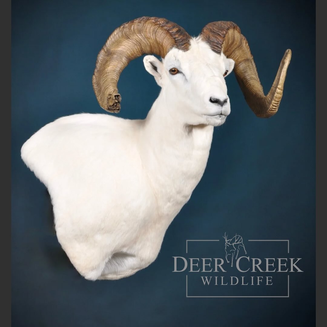Dall Sheep season is upon us! We couldn’t be more proud of the team of artists we have! This Dall is headed out the door! #dallsheep #alaskahunting