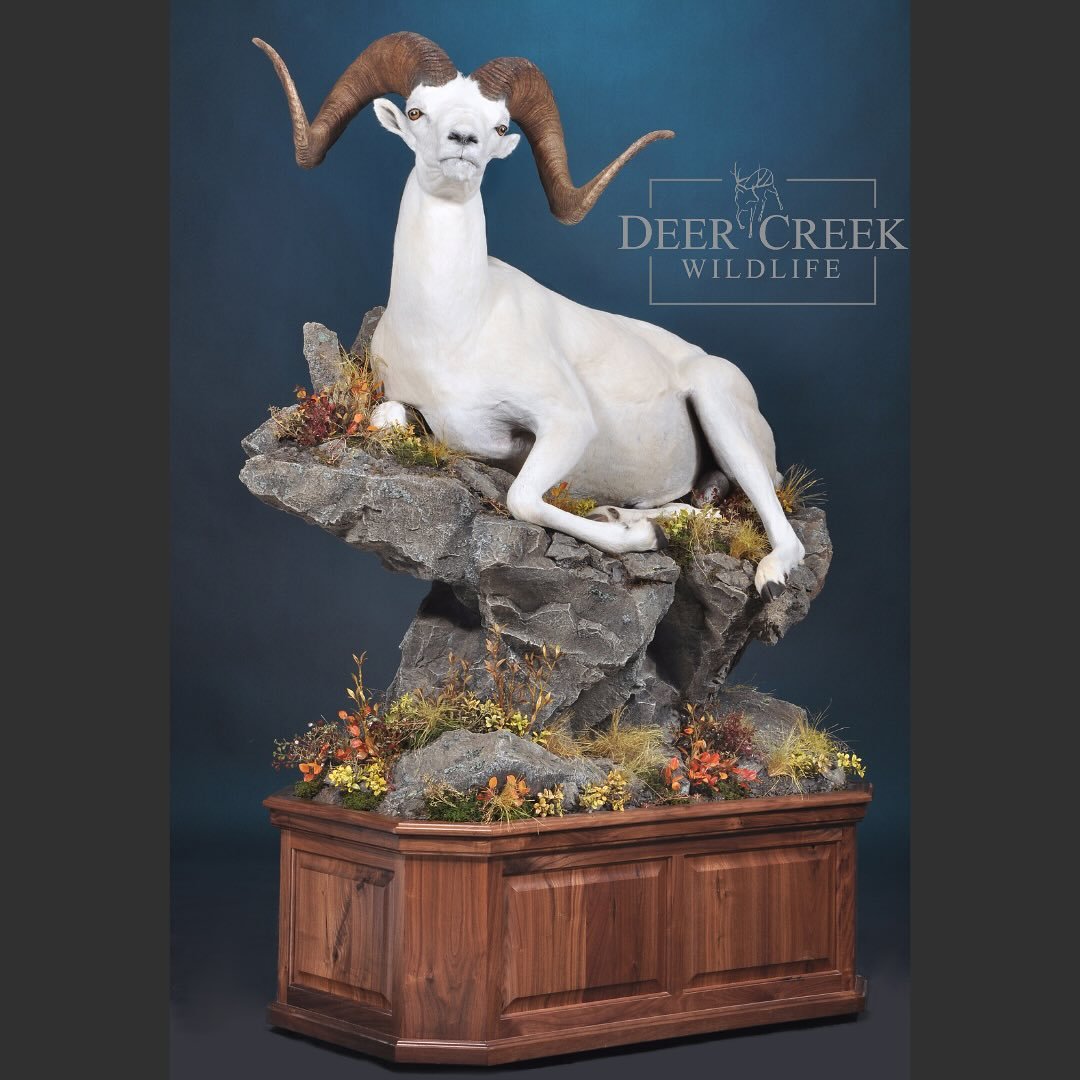 Good luck to all of our Dall Sheep hunters! We are loving this ram finished up here at the shop! #dallsheephunting #huntalaska #huntcanada