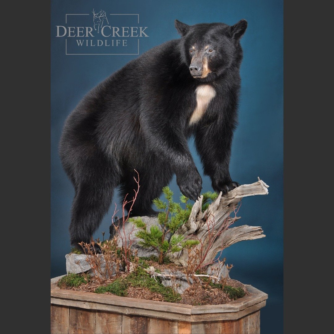 Nice Black Bear finished up by our team of talented artists. You can see more of our work on our website.
www.deercreekwildlifellc.com
#hunting #wildsheepfoundation #wyomingwildsheepfoundation #booneandcrocket #popeandyoung #sheepshow #sitkagear #l