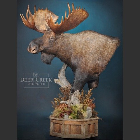 These giant bull moose were hunted with Lance Kronberger and will be leaving our shop soon, headed to their new homes!
#hunting #wildsheepfoundation #wyomingwildsheepfoundation #booneandcrocket #popeandyoung #sheepshow #sitkagear #lessthanone #meatea