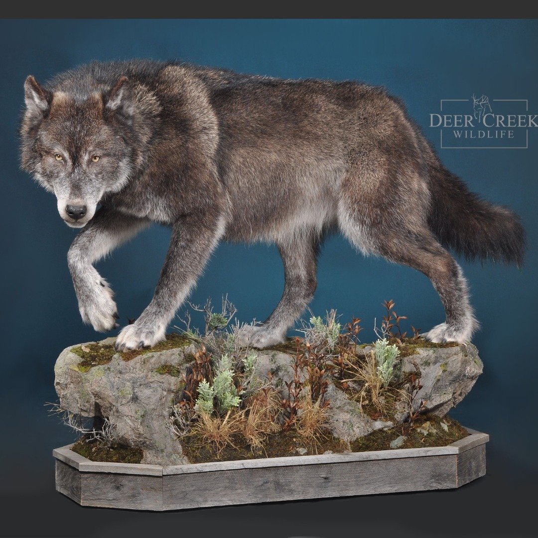 This wolf looks right through you!! We are working hard in the shop, getting things done in one year or LESS!!!
#wildsheepfoundation #hunting #kuiu #taxidermyart #wildlifeconservation