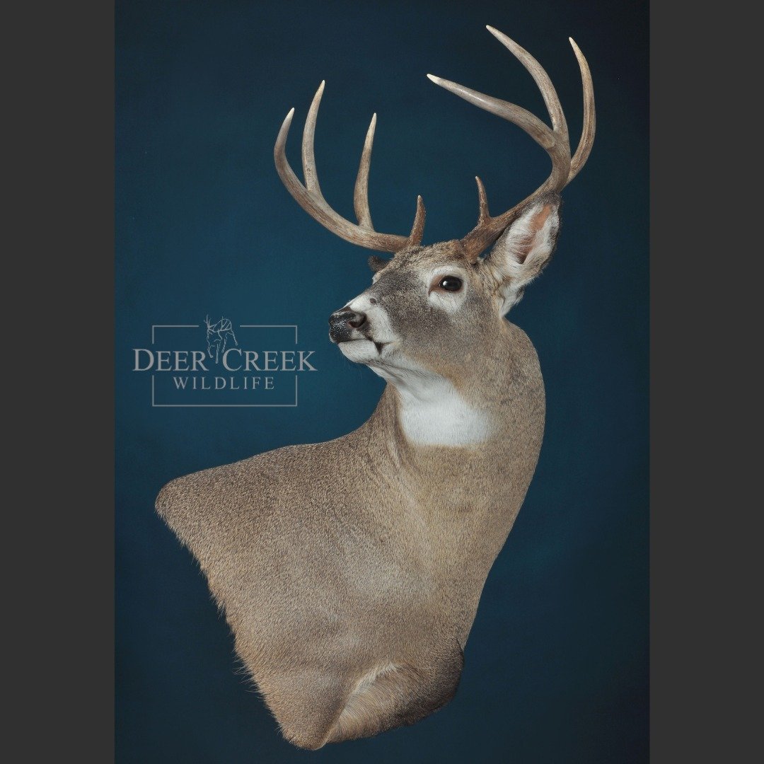 Beautiful whitetail finished up here at Deer Creek Wildlife! #whitetail #hunting #taxidermy