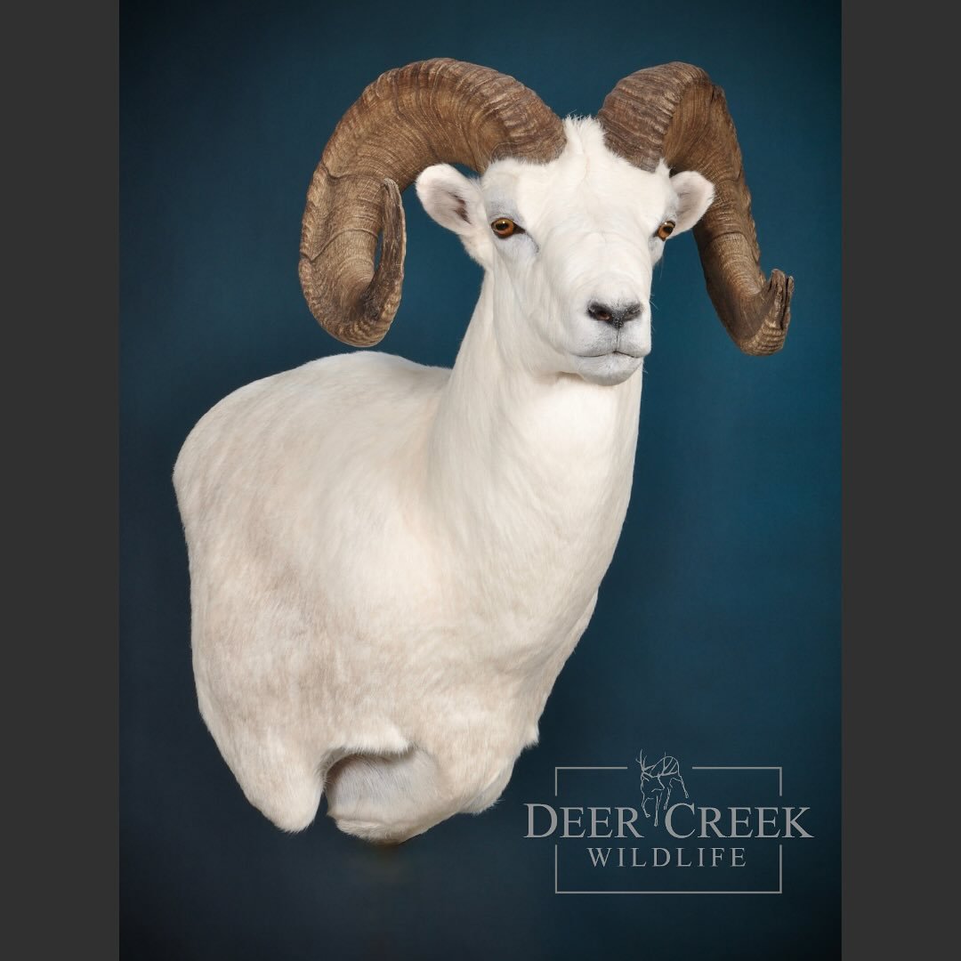 Another nice Dall sheep wall pedestal recently finished