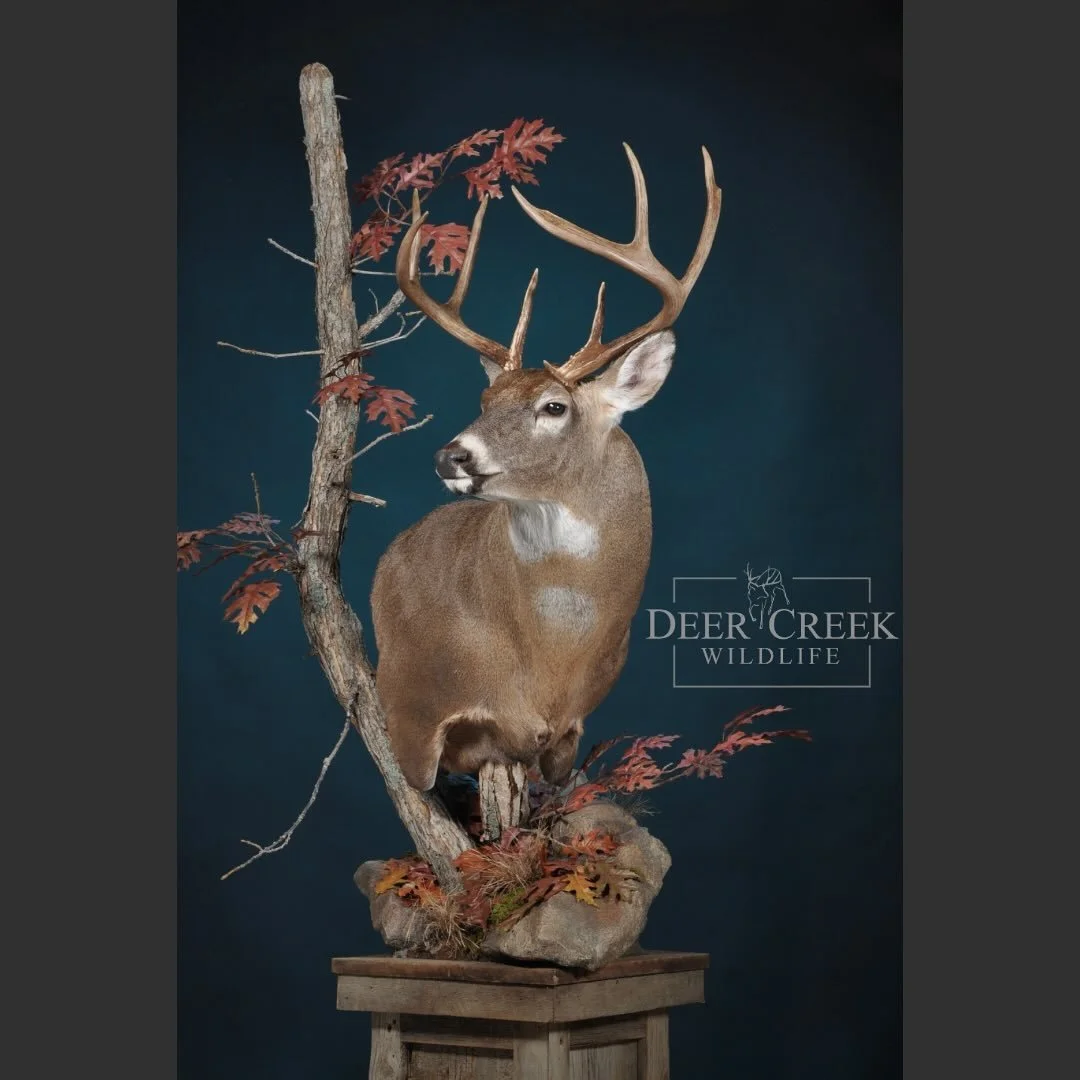 Whitetail floor pedestal headed home today. We love creating unique custom pieces. #whitetailbuck #hunting #taxidermy #deerseason #deerhunting