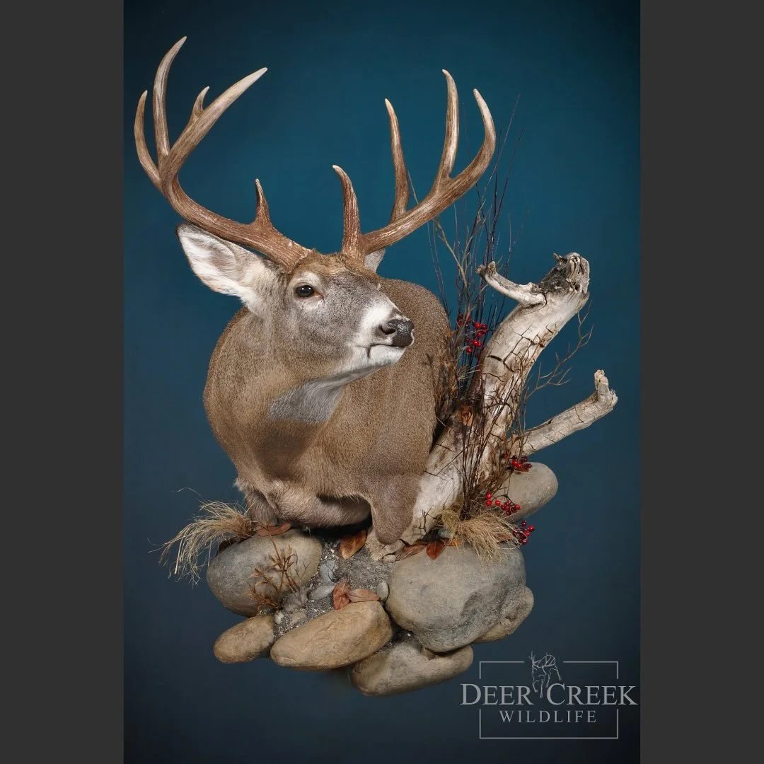 A beautiful Montana Whitetail wall pedestal mount with custom habitat. Our mission is to create breathtaking pieces that not only capture the essence of the wildlife we love but also provide lasting memories for our clients.