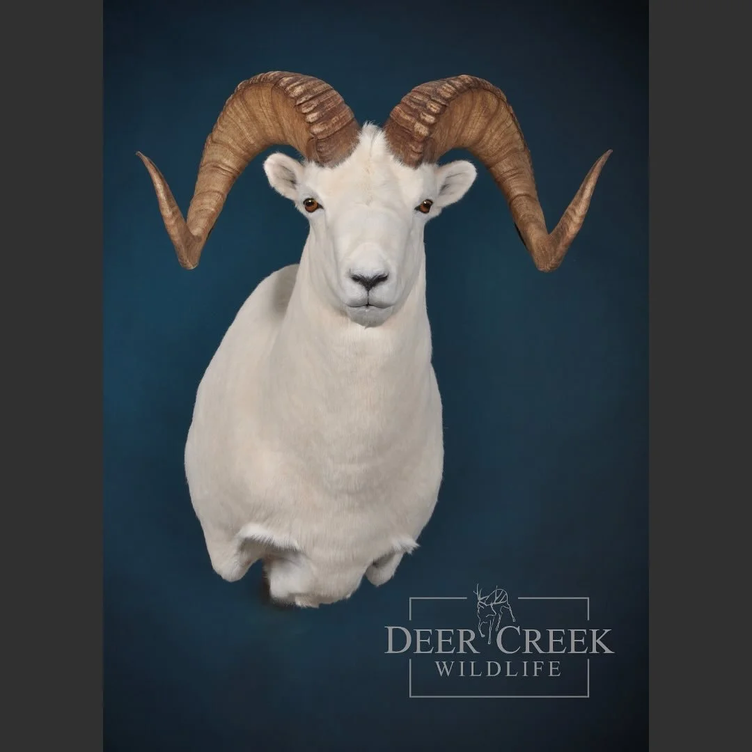 Another beautiful Dall’s sheep mount recently finished. Our skilled team is dedicated to transforming every specimen into a stunning work of art that honors the natural world.