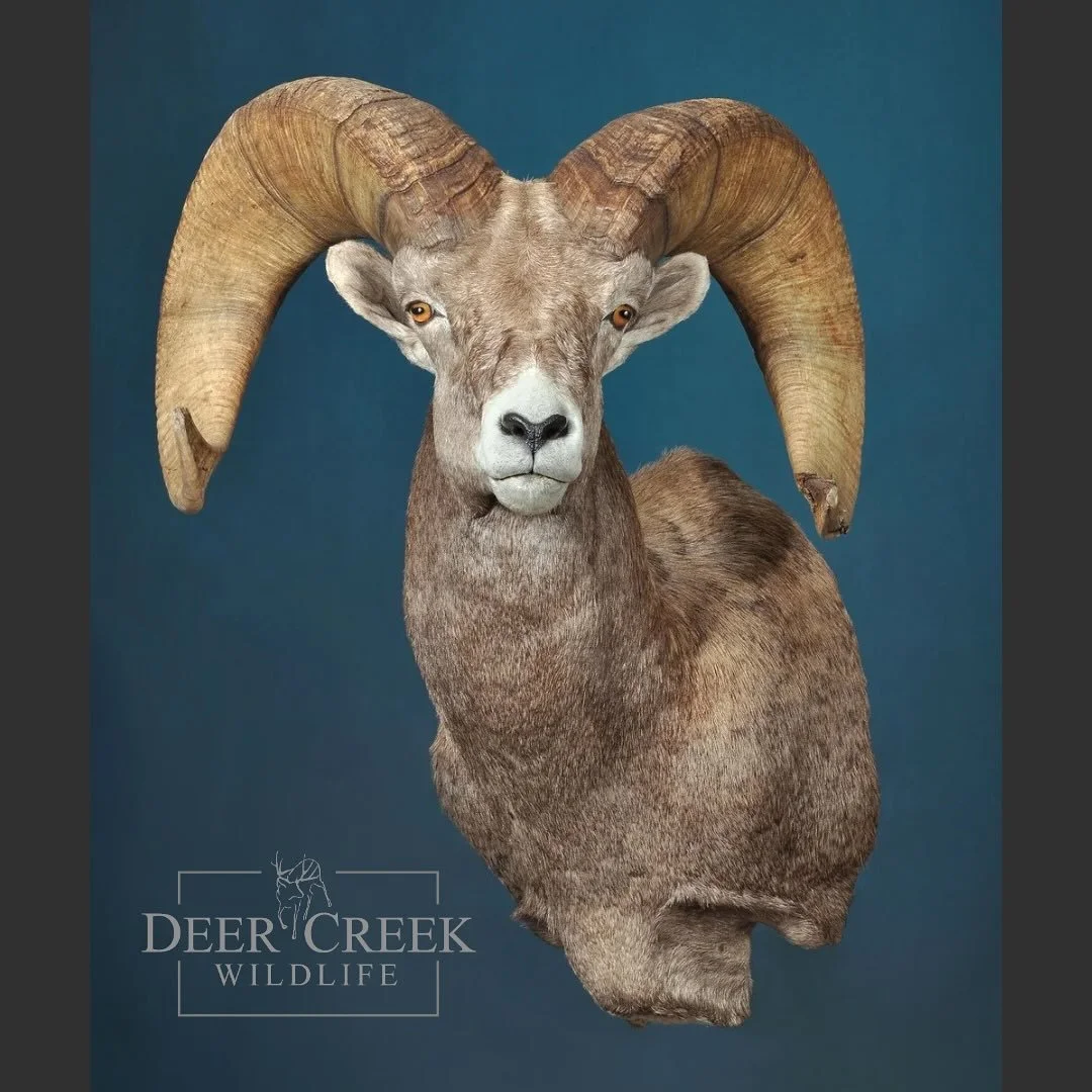 A Bighorn Sheep shoulder mount recently completed by our skilled team. We offer an array of taxidermy options tailored to showcase your trophy in the best light. Whether you’re considering a classic shoulder mount, an elegant wall pedestal, a s
