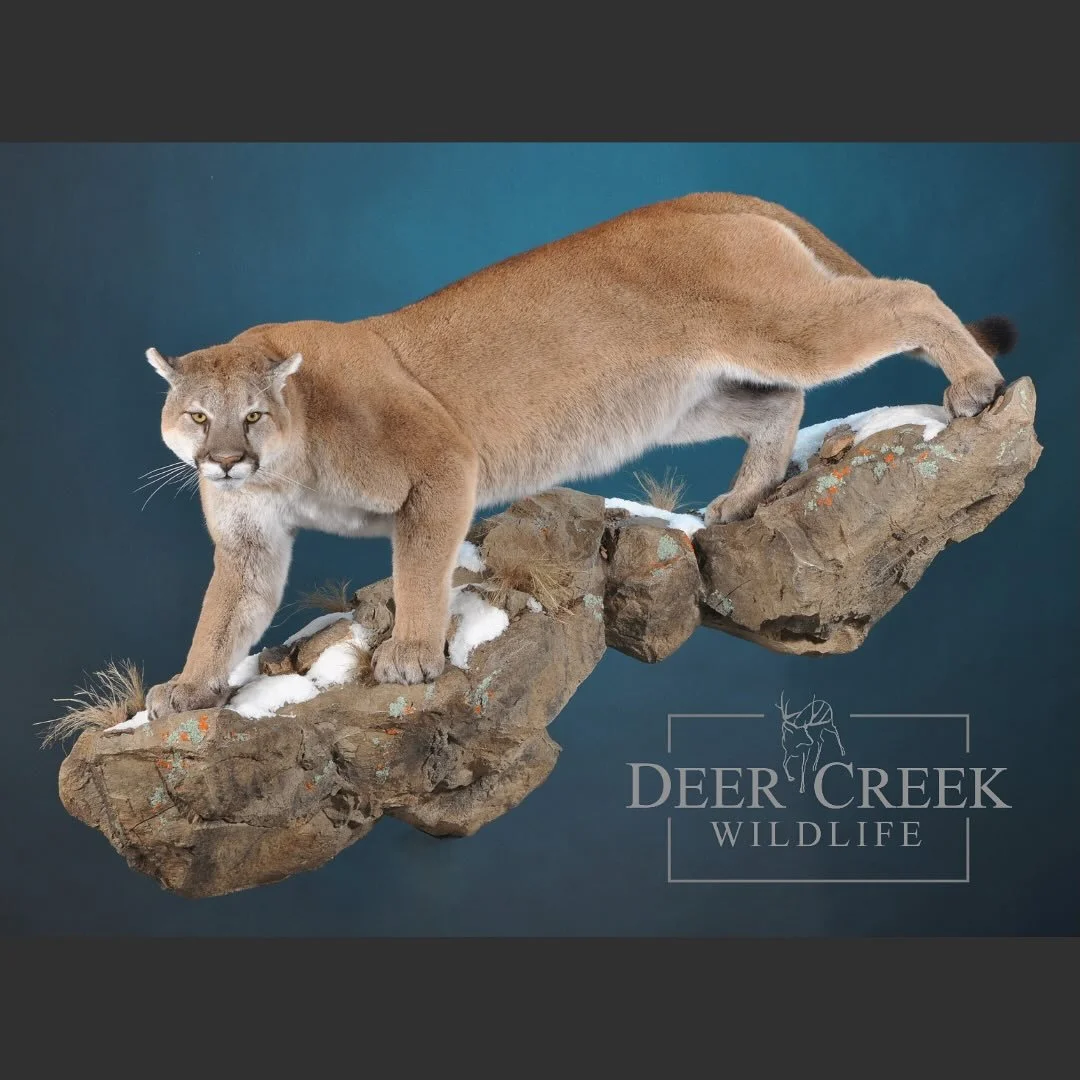A nice mountain lion we recently finished. We appreciate the trust our customers give us with their trophies. We are dedicated to providing each and every customer with a quality product and a seamless experience in a timely manner. #taxidermy #moun
