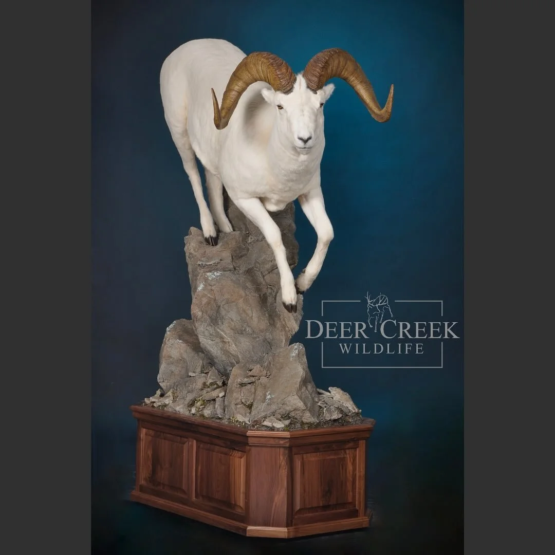 This is a custom Dall sheep mount recently finished at Deer Creek Wildlife. We are a premier taxidermy studio located in the heart of West- Cody, Wyoming. Our passion for the great outdoors and respect for wildlife drive us to create exceptional piec