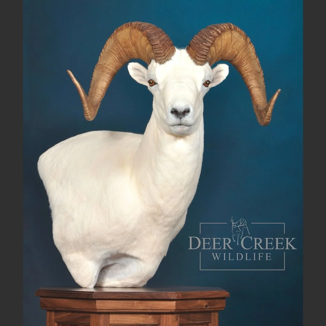 This beautiful Dall sheep mount on a clean top, walnut pedestal creates a perfect contemporary look. We strive to turn your ideas into stunning displays that brings the beauty of the wild into your home.