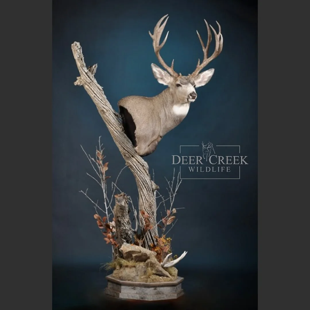 Our team knocked this one out of the park! ⚾️🏟️ This mule deer floor pedestal is a shop favorite and was a very fun piece. We love the colors in the habitat and we were able to include a shed provided by our customer. #muledeerfoundation #muledeerhu