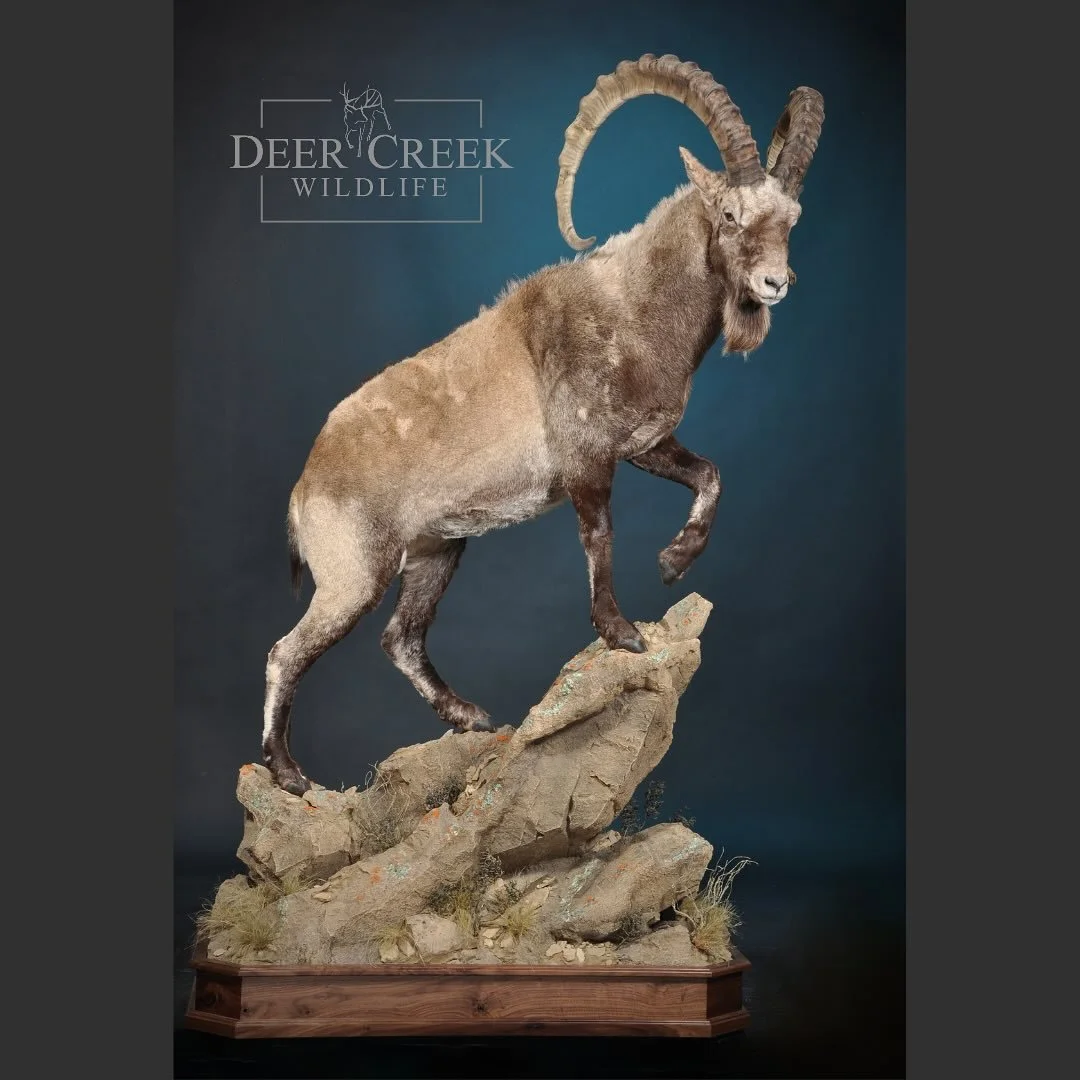 This Ibex from Mongolia turned out amazing!
