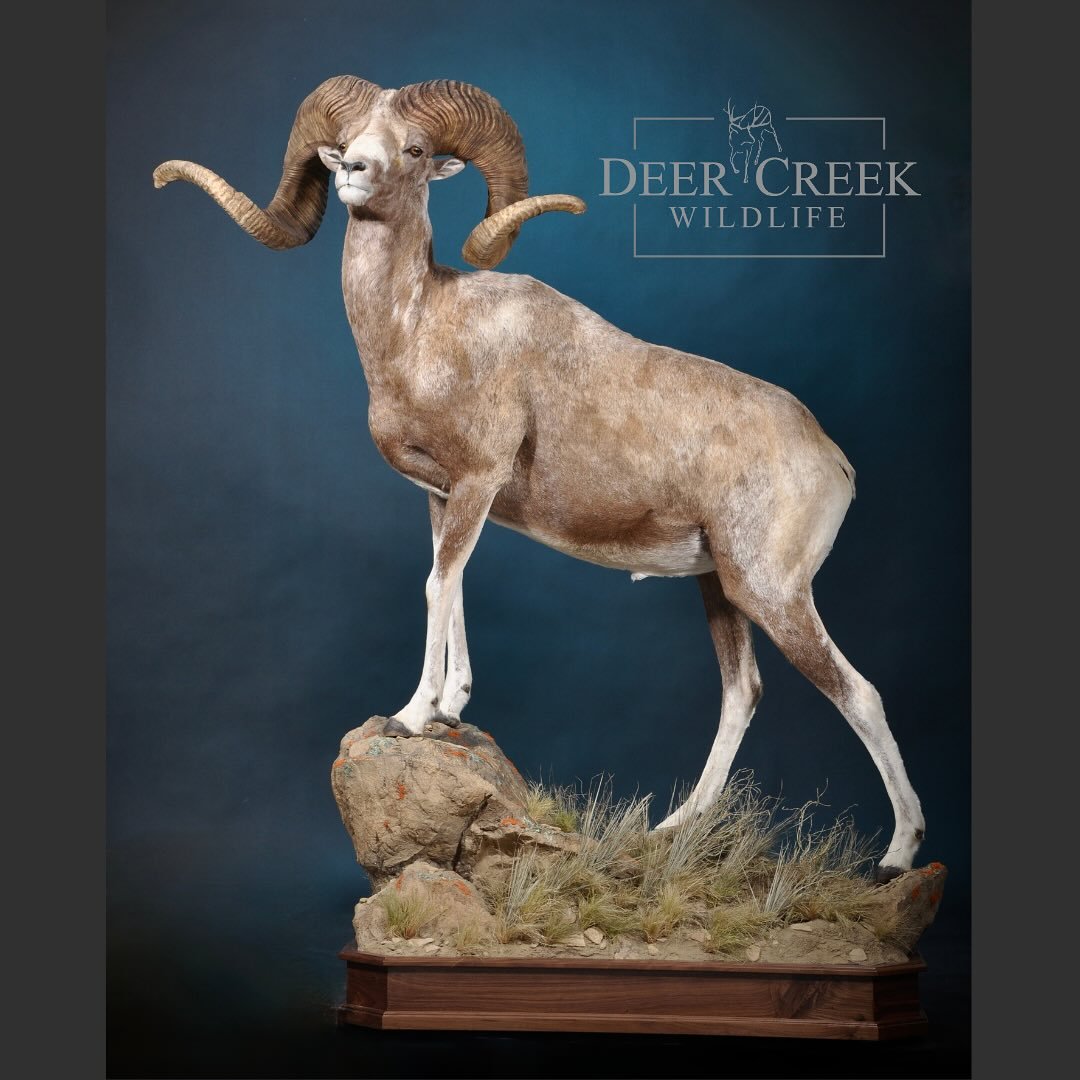 From the windswept Altai of Mongolia to our studio in Wyoming, this majestic argali sheep now stands as a work of art and a tribute to the wild places that shaped it.