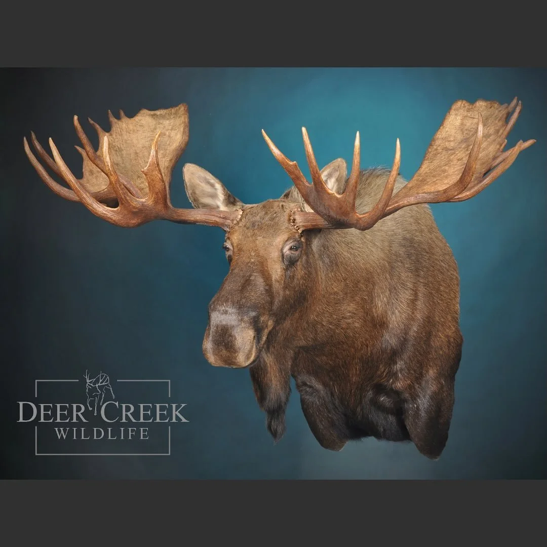These gigantic moose are always so impressive to work on. Having a great team that works together makes it possible. #moosehunting #taxidermyart