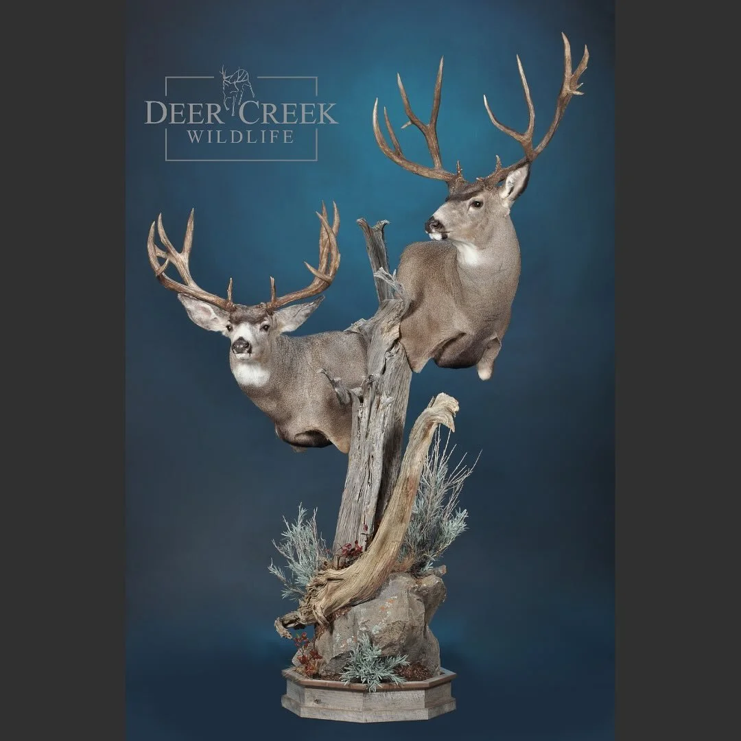 A nice double pedestal mount with two stomper Wyoming mule deer.