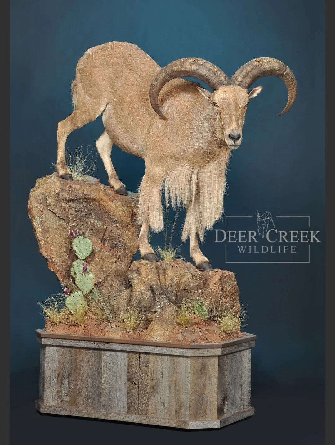Aoudad, or Barbary Sheep are very unique sheep found in desert regions of the United States. Displaying his long chaps on this downhill pose was a great way to mount this ram. #taxidermy #texashunting #barbarysheep #wildsheepfoundation