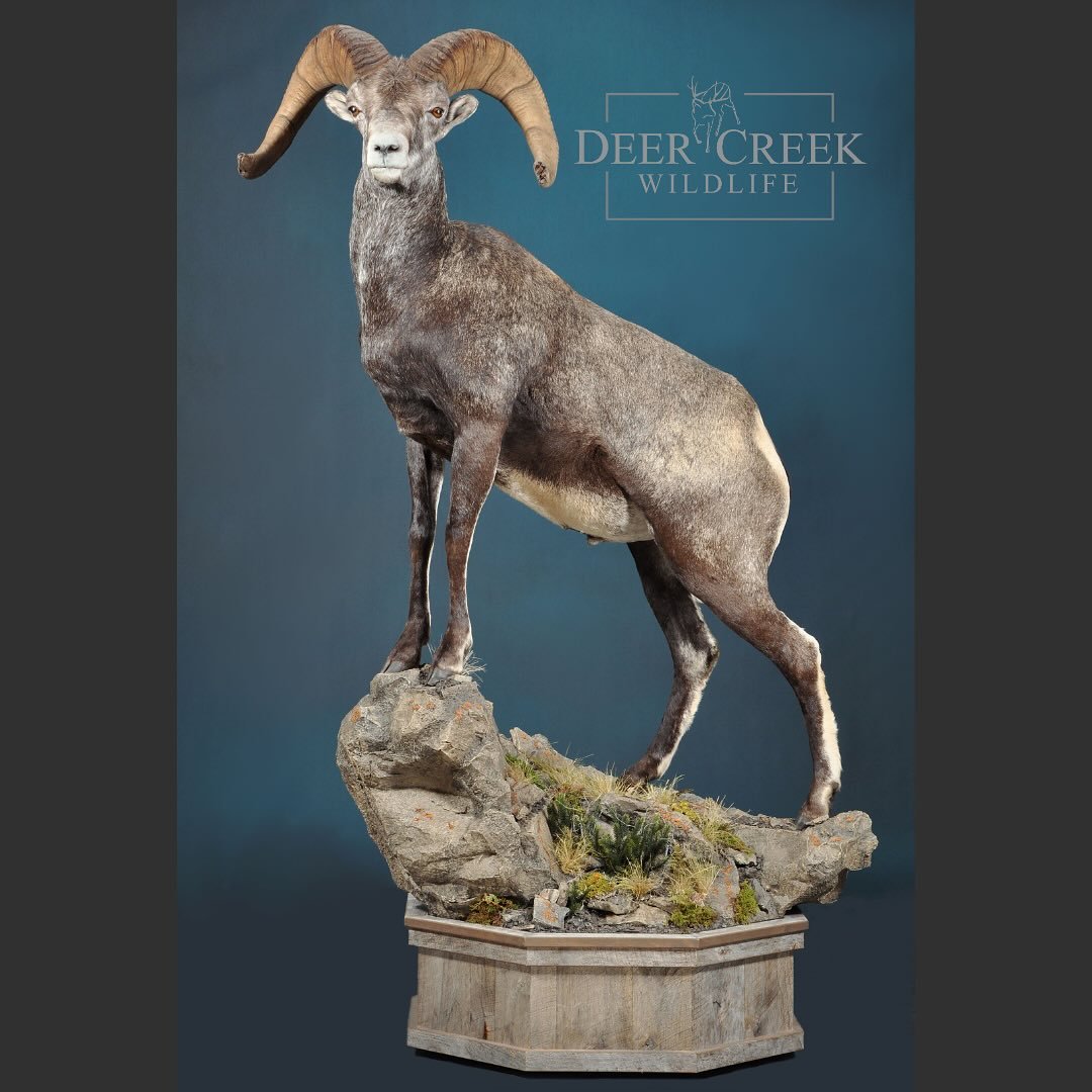 Stone&rsquo;s Sheep are a shop favorite. Our team loves the different color variations. This front high pose shows off the dark chest and really does this ram justice.  #taxidermyart #huntingbritishcolumbia #wildsheepfoundation