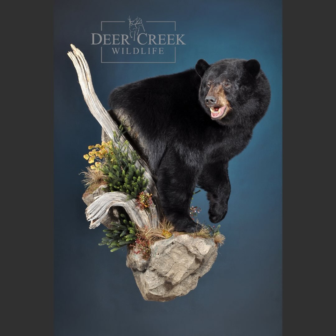 This Thanksgiving holiday, we are grateful to have such a talented and dedicated team. This beautiful black bear mount that recently went home is a reflection of the effort our team puts into every project.