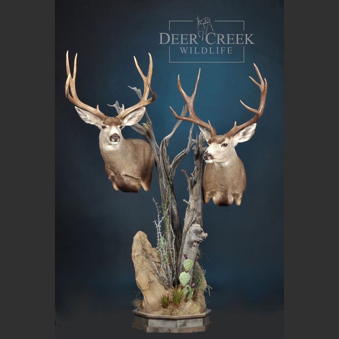 These beautiful Mexican mule deer are finished up and ready to go home! Mounting two deer on one pedestal is a great way to save some floor space! #muledeerhunting #huntmexico
