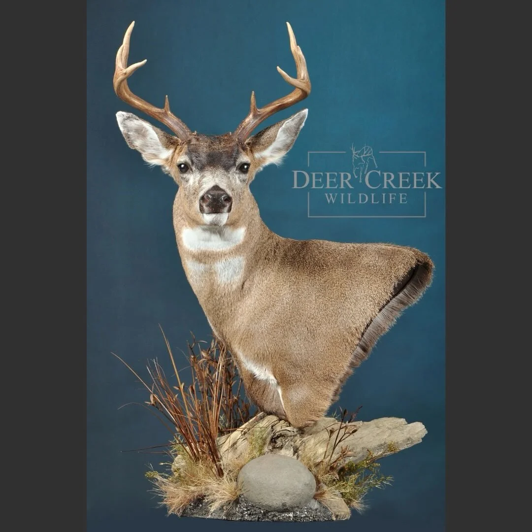 This Sitka blacktail deer mount recently went home and will be a beautiful table top pedestal.