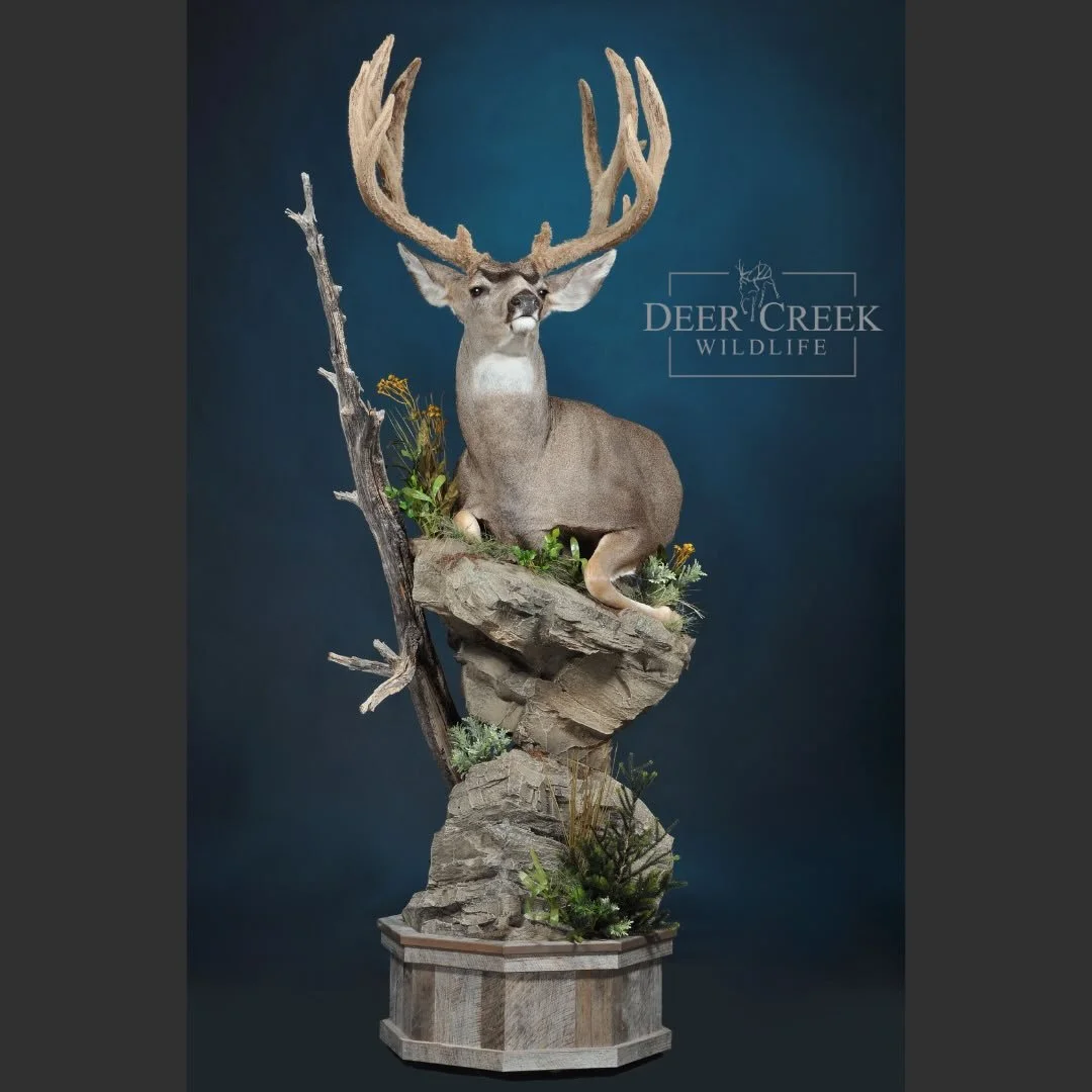 It was a privilege to display this awesome mule deer taken by Kolten Banks @tfreplicas at the 2026 Sheep Show in Reno.