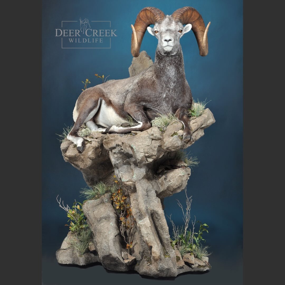 We absolutely love how this Stone sheep mount came together! This piece drew a lot of attention at the Sheep Show. We are grateful to our clients who choose us to work on these magnificent animals.