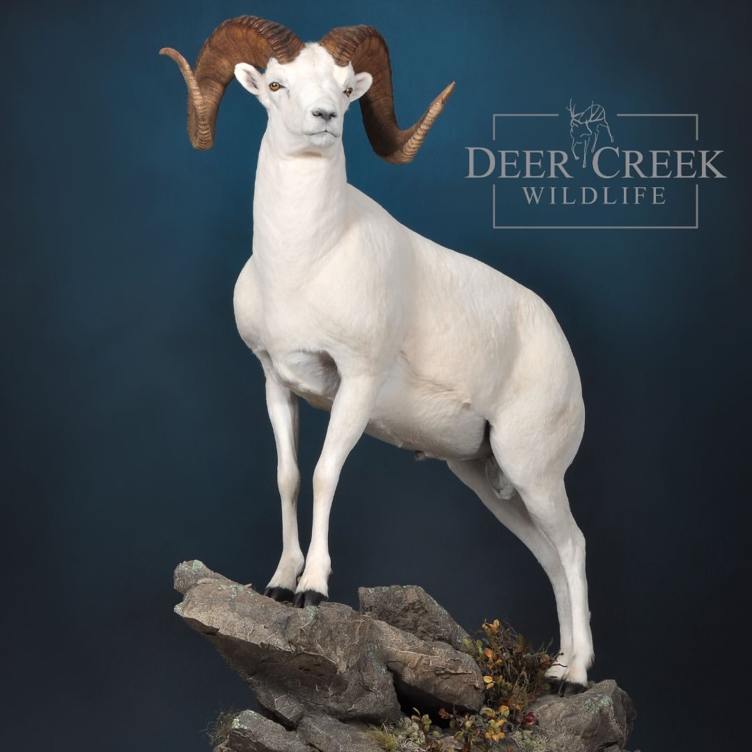 We enjoyed meeting up with clients and making new friendships at the Sheep Show last week. It was a privilege for our team to put together and display this beautiful Dall sheep harvested by Ben Rawls with @keele.river outfitters.