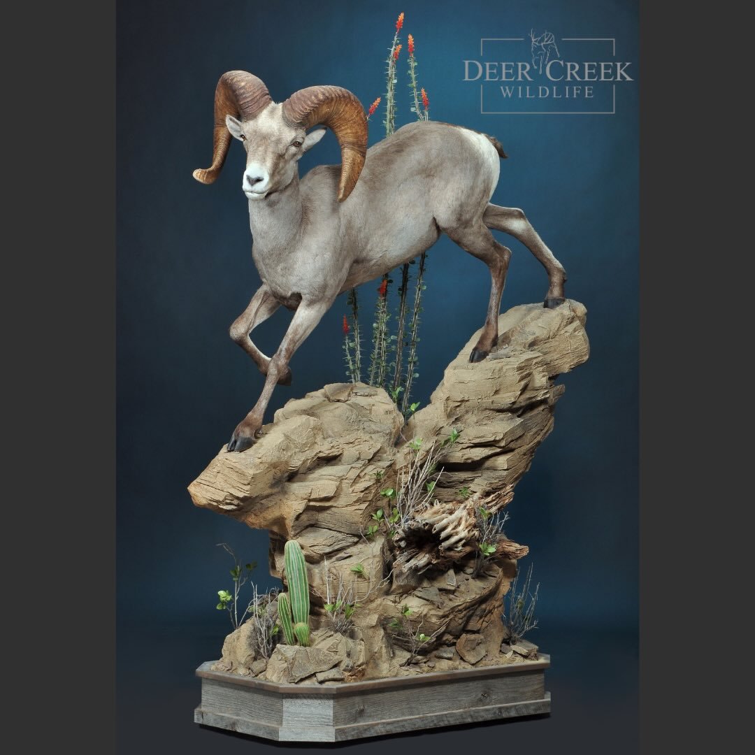 We love how this Desert sheep mount turned out. With a custom pose and habitat, we strive to capture every detail of not only the animal but also the environment where they are harvested. We enjoyed displaying this mount at the Sheep Show this year.