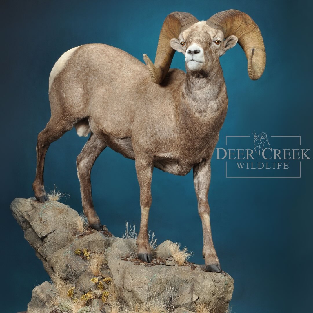 This bighorn ram was also on display in Reno @wildsheepfoundation Sheep Show! We are forever grateful to our customers for letting us display their trophies. #wildsheepfoundation #taxidermyart