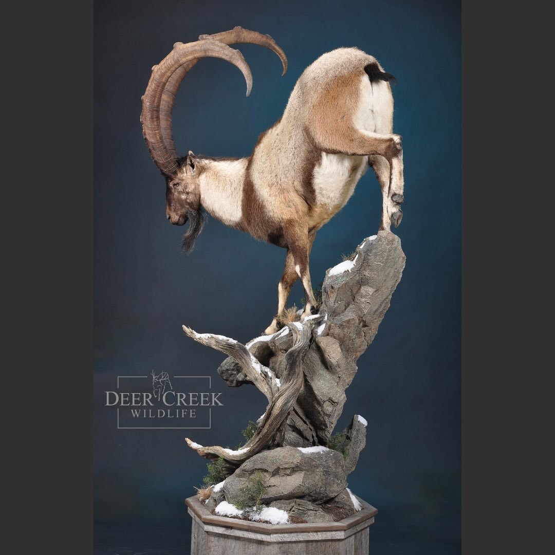 Taking a break from employee introductions because we HAVE to share this awesome ibex! This piece turned out so awesome, we couldn&rsquo;t wait to share!! @wildhuntinginturkeyasia @lostcreekoutfitters307 #taxidermyart #hunting