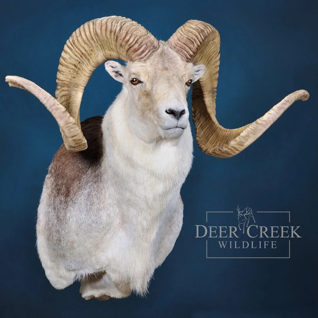 This beautiful Marco Polo Shoulder mount recently made its way home. Sometimes keeping it simple is all you need to show off a great trophy. #taxidermyart #huntingasia #marcopolohunting