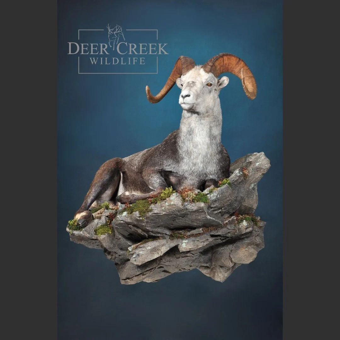 Stone Sheep from BC recently completed by our team! #sheephunting #wsf #taxidermyart