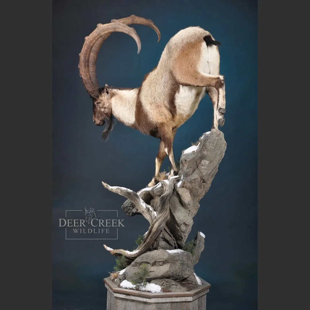 Taking a break from employee introductions because we HAVE to share this awesome ibex! This piece turned out so awesome, we couldn&rsquo;t wait to share!! @wildhuntinginturkeyasia @lostcreekoutfitters307 #taxidermyart #hunting