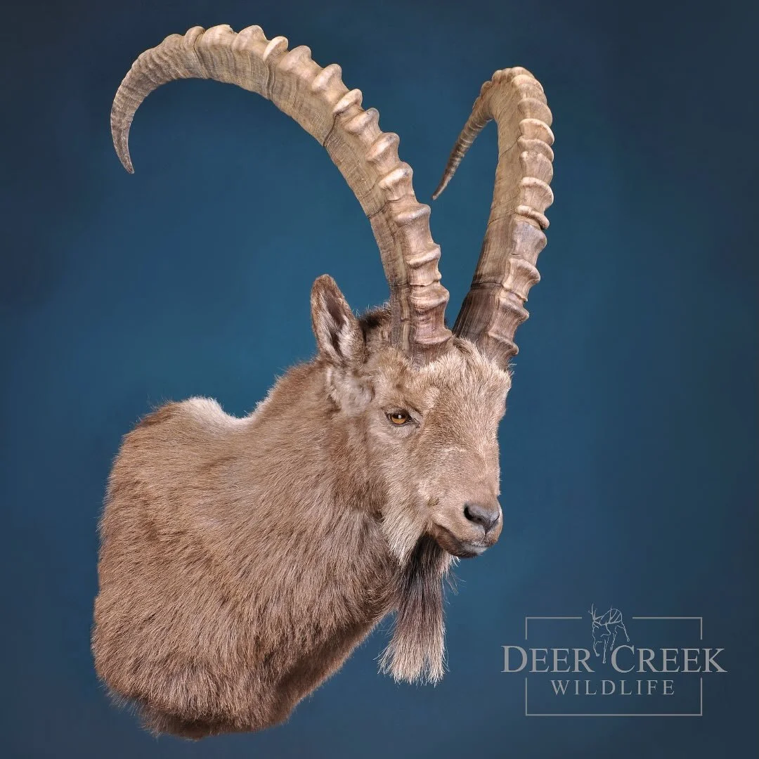 We specialize in wild sheep and mountain game from around the globe. We pride ourselves on our commitment to artistic craftsmanship and anatomical accuracy. With years of experience, our skilled team is dedicated to transforming every specimen into a