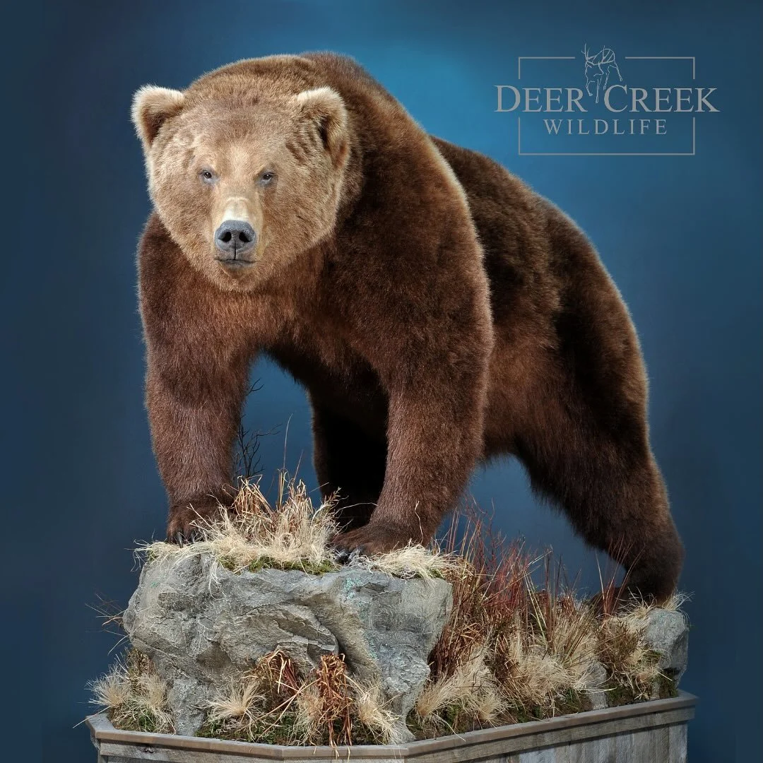 This brown bear from Russia is a beautiful beast. It will soon make his journey across the United States to his forever home. We use specialized trophy hauling companies to get completed mounts safety delivered to you. #brownbearhunting #russianbear 