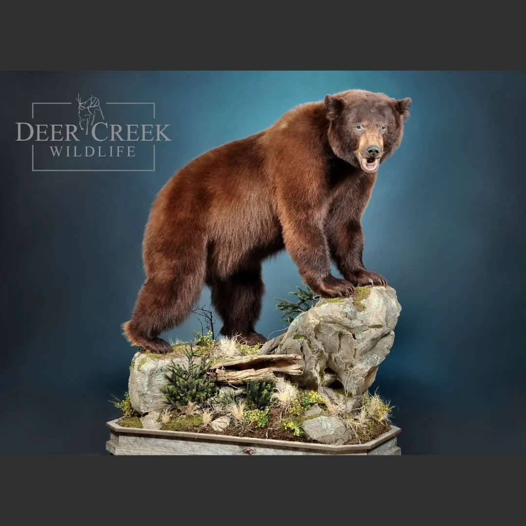 Spring time is in the air and this nice black bear mount just made its way from our studio in Wyoming, to its trophy room in Texas! We are excited to see all of the Spring Bears! 
#taxidermyart #bearhunting #springbear