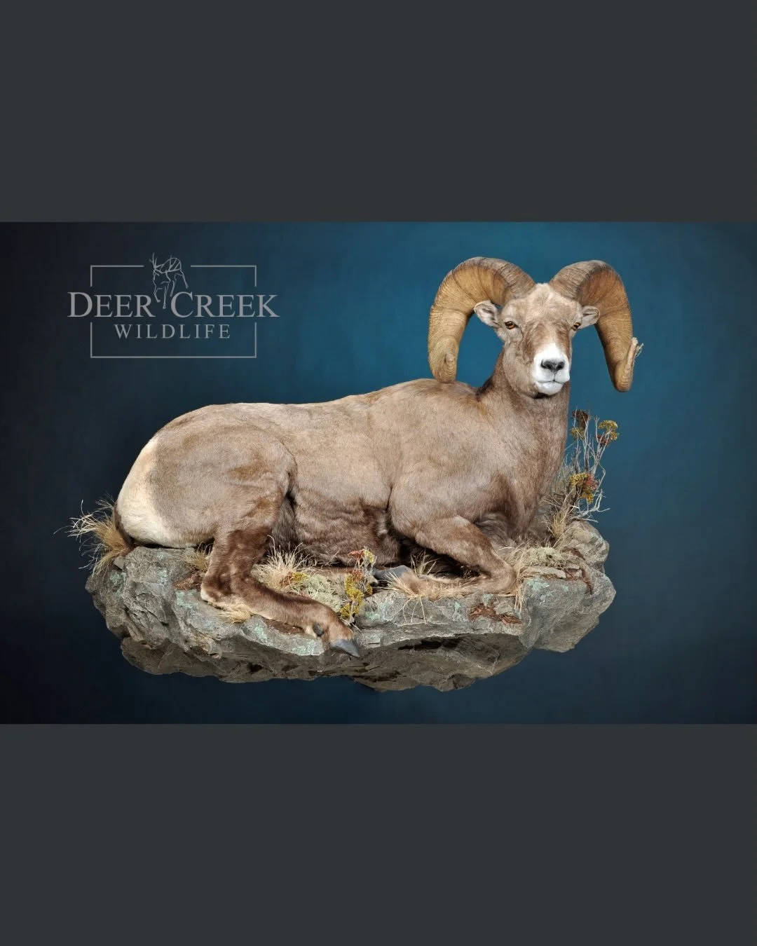 Strength. Grace. Untamed beauty. 

This incredible ram embodies the rugged spirit of the wild&mdash;powerful, resilient, and perfectly at home among the rocks. Every detail tells a story of survival and dominance in some of the harshest terrain on ea