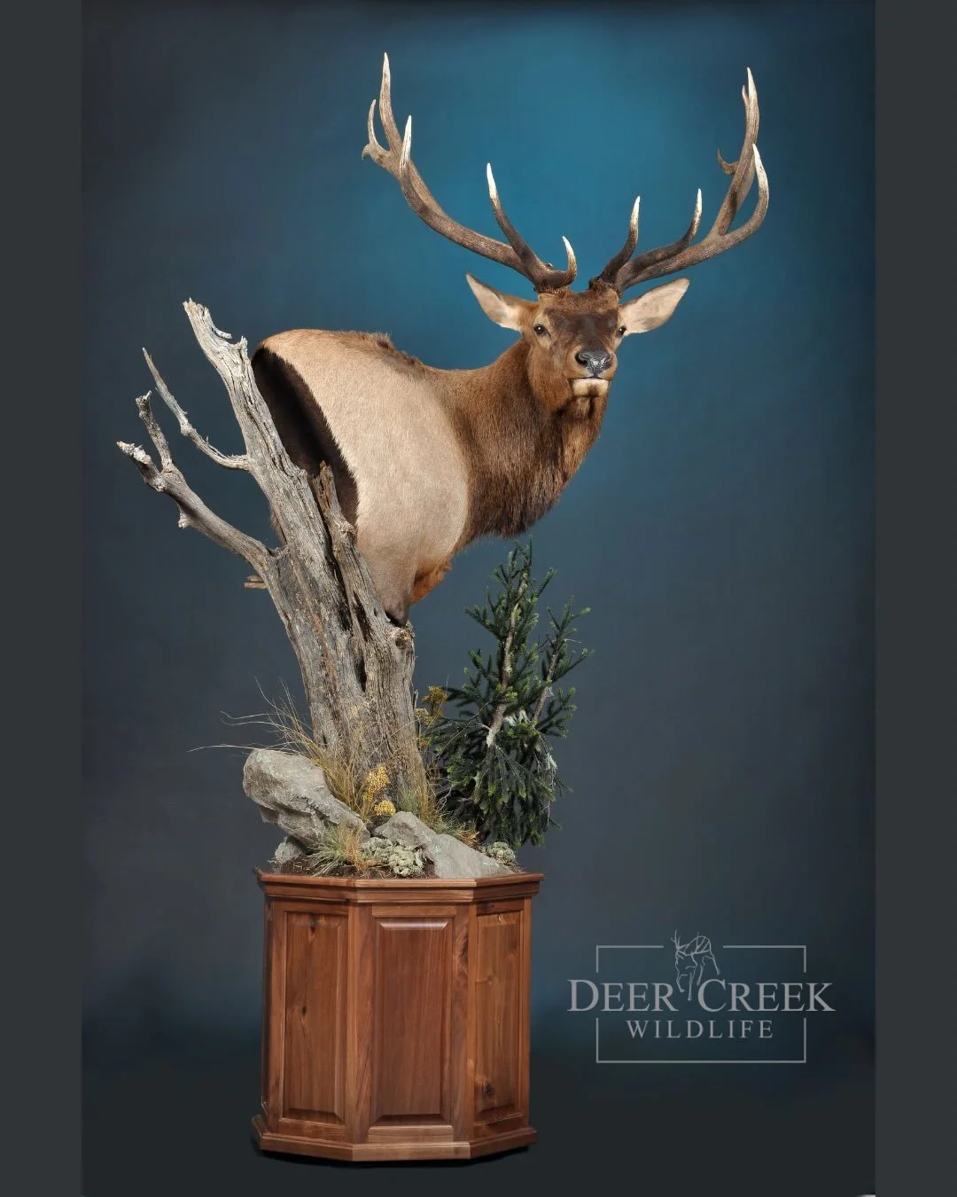 This bull elk mount captures raw strength, detail, and the quiet intensity of the wild. From the sweep of the antlers to the natural habitat base, every element tells a story of respect for the animal and dedication to the craft.

A true statement pi