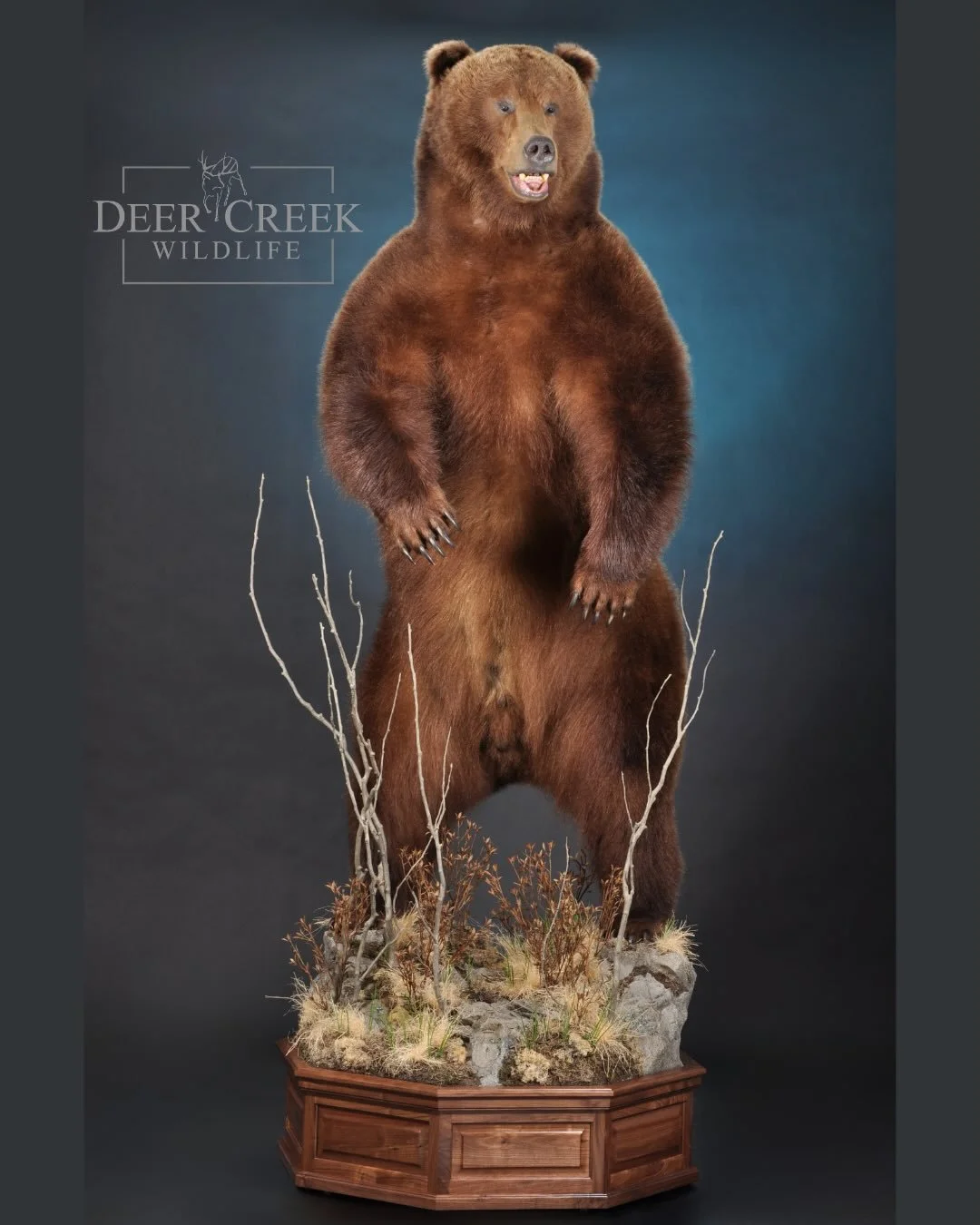 This massive brown bear mount was crafted to capture the true spirit and size of one of North America&rsquo;s most iconic animals.

A piece like this doesn&rsquo;t just fill a room &mdash; it tells a story.

#BrownBear #WildlifeArt #Taxidermy #BearMo