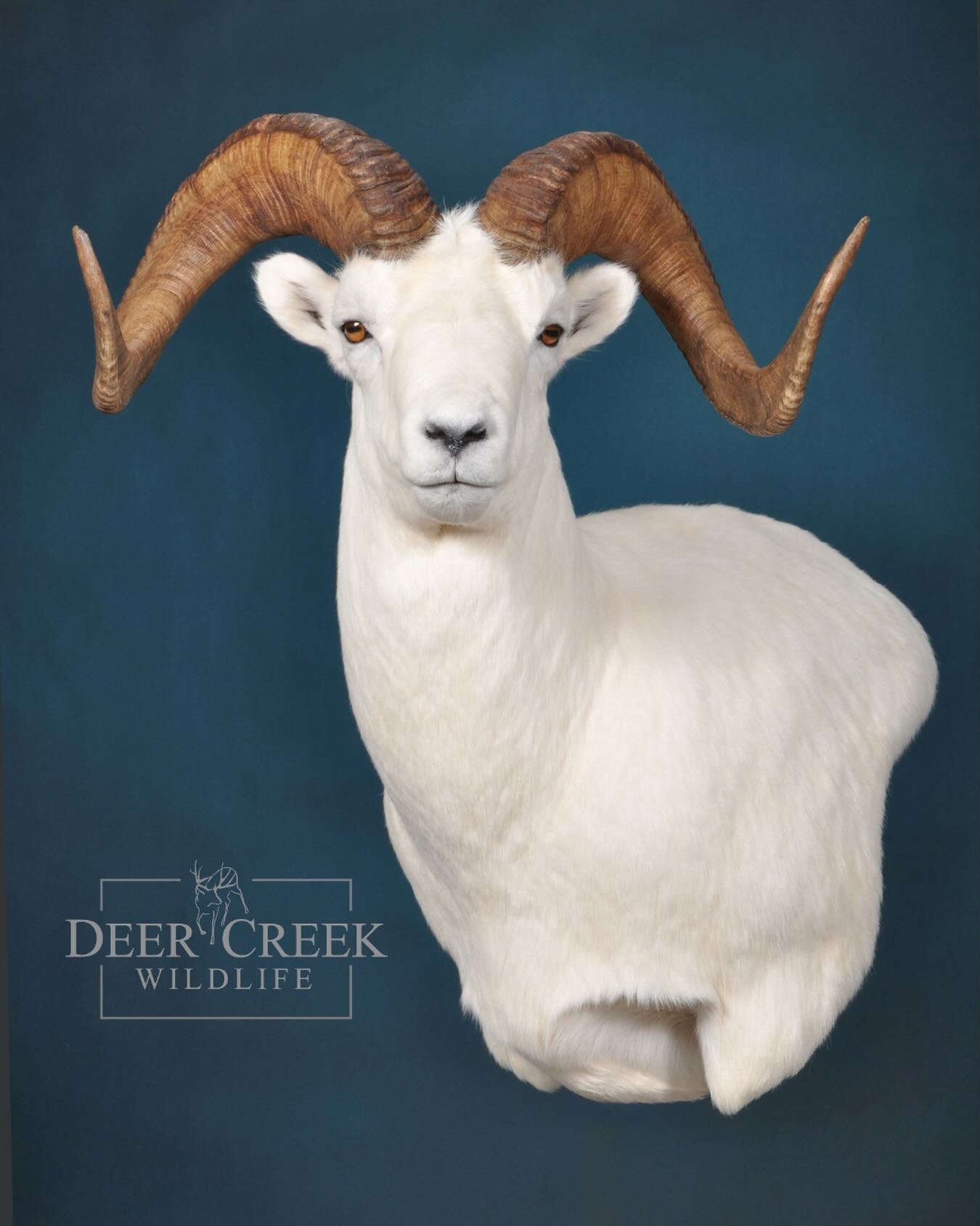This Dall sheep mount showcases the incredible beauty and symmetry that make these animals so iconic in the wild. Clean, classic, and impossible to ignore.

#DallSheep #WildSheep #TaxidermyArt #MountainGame #DeerCreekWildlife