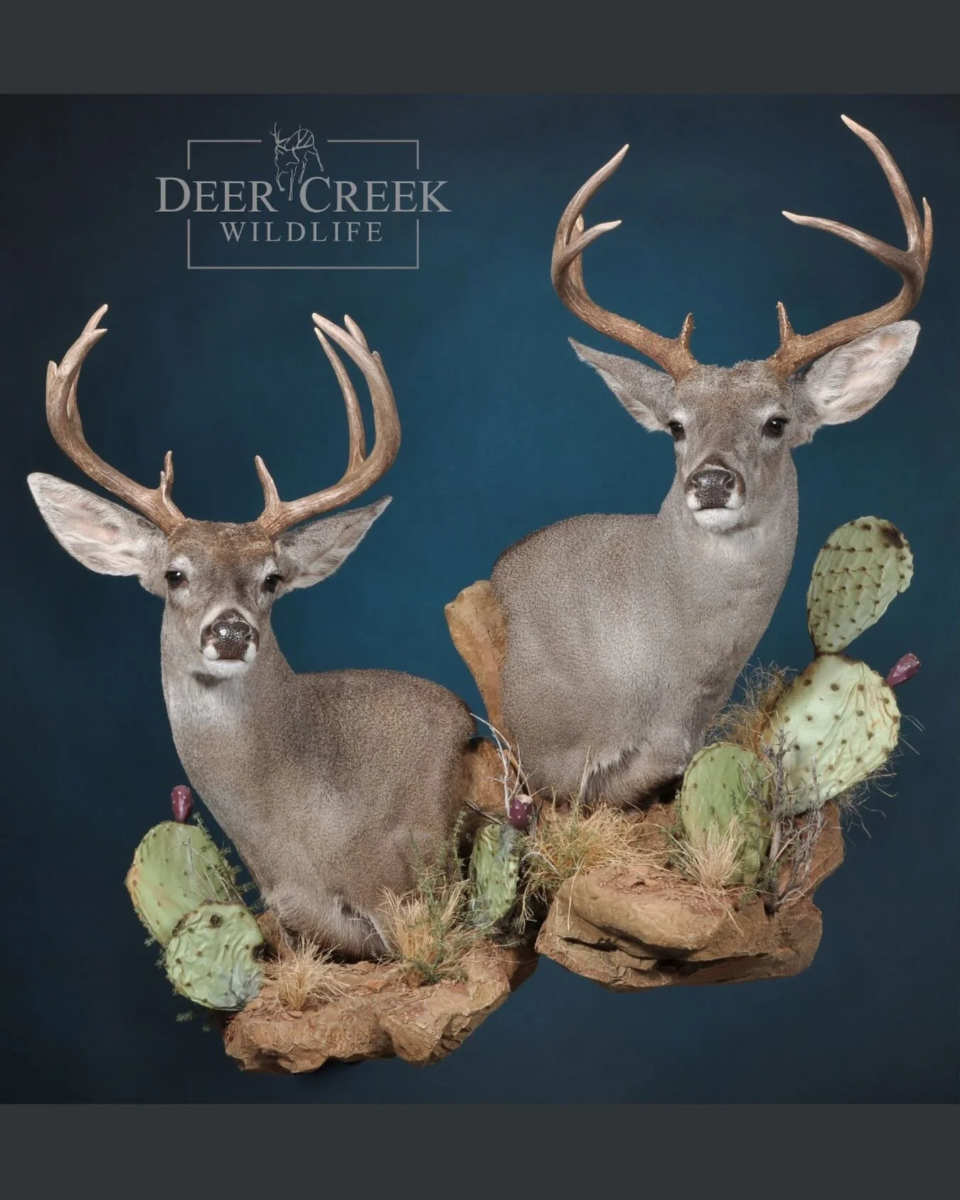 COUESDAY TUESDAY&hellip;(sorry! had to) This father and son coues deer combo turned out incredible.  #taxidermyart #deercreekwildlife #huntmexico #deerhunting #taxidermy