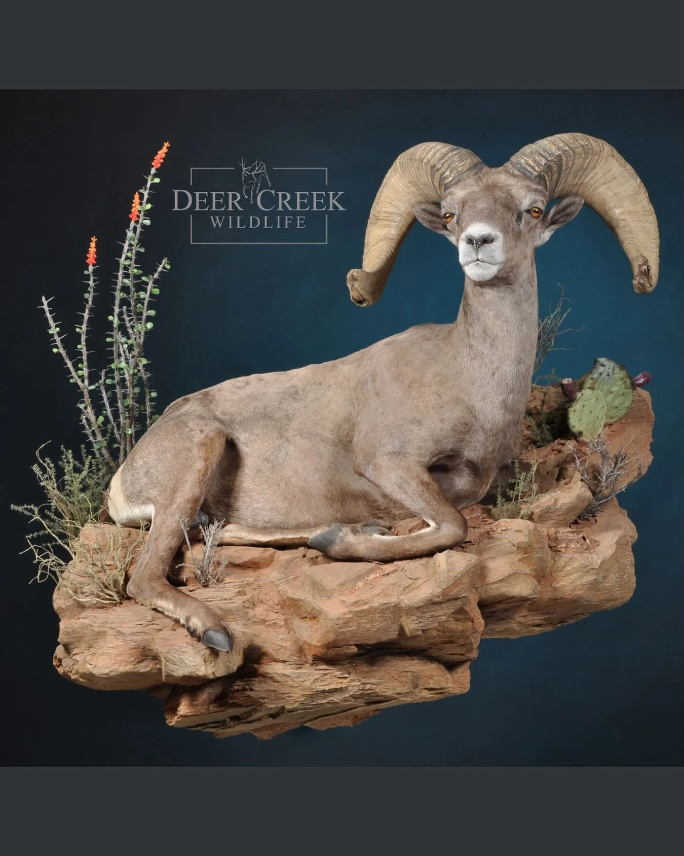 From the custom rock work to the subtle habitat details, every part of this piece was built to tell the story of this Texas desert bighorn. #wildsheepfoundation #taxidermyart #deercreekwildlife #wildsheep #hunttexas
