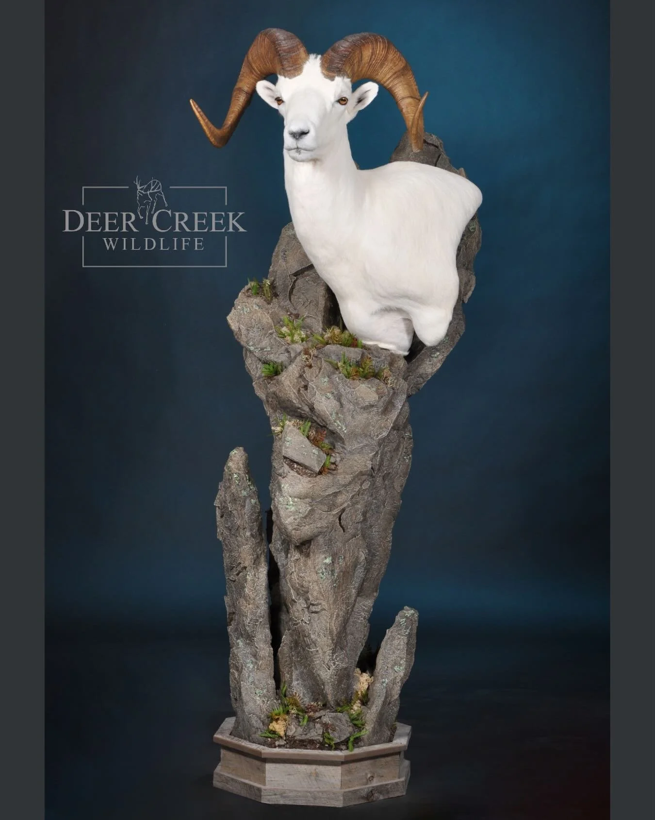 This Alaskan Dall Sheep was designed to capture the rugged beauty of one of North America&rsquo;s most iconic wild sheep species. Crisp white hair, full curls, and custom habitat come together to create this piece of wildlife art.  #wildsheepfoundati