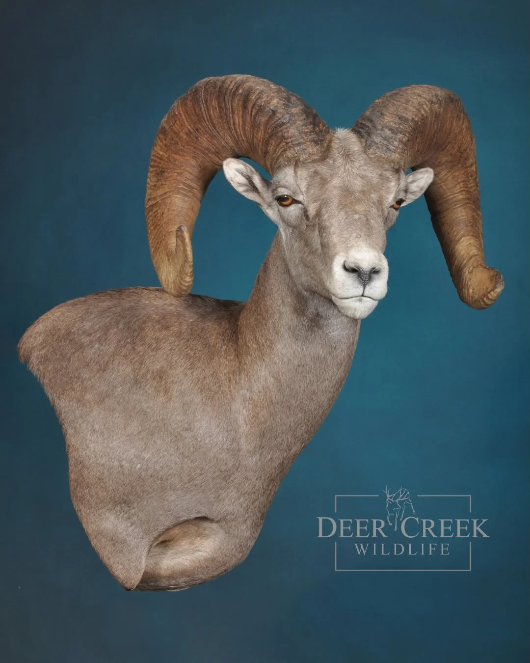 This mature Montana Bighorn was brought to life with focus on natural anatomy and clean detail. #deercreekwildlife #wildsheepfoundation #sheephunting #montana